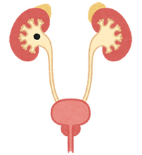 尿管結石の人