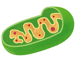 ミトコンドリアでのエネルギー生成
